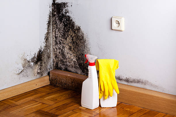 Why You Should Choose Our Mold Remediation Services in South Deerfield, MA